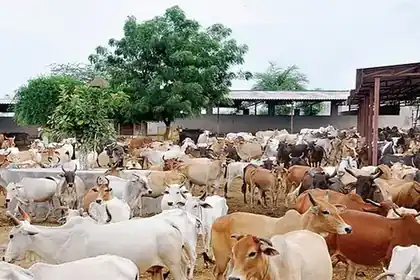 Rescued cows resting at the Happy Mitra Foundation gaushala
