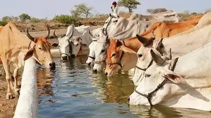 Cows drinking clean water at a village water trough