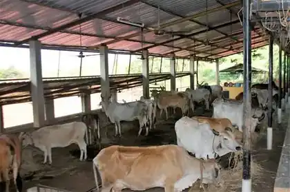 Cows sheltered safely inside the foundation's cow shed